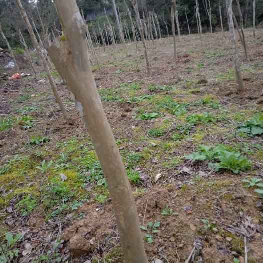 来凤县红花紫薇