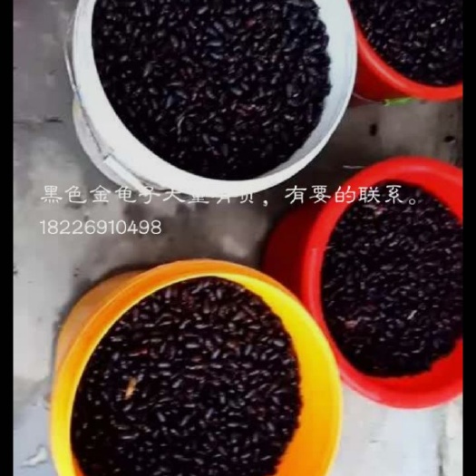 涡阳县 黑色金龟子大量有货，对外批发，有要的抓紧预定。