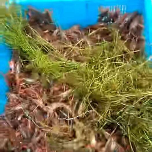 沭阳县青红虾 4-6钱 人工养殖