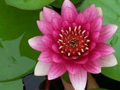 安新县睡莲 供应白洋淀五颜六色苗根茎块大
