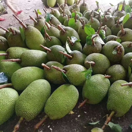 白沙县 海南菠萝蜜苗