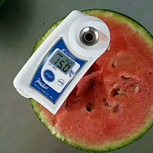 山东早春红玉西瓜精  品二k。