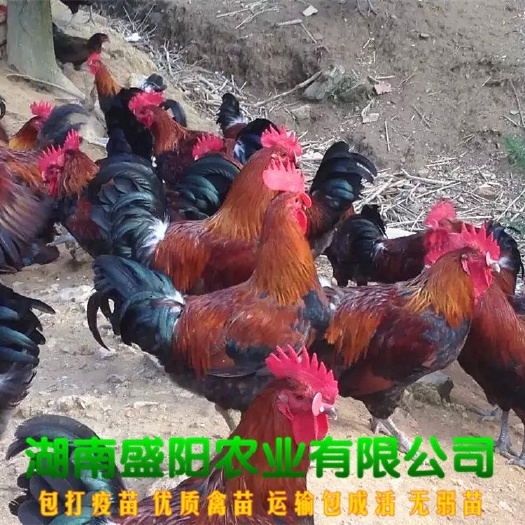 衡阳麻鸡苗  厂家直销青脚麻土鸡铁脚麻土鸡苗血毛土鸡苗红瑶鸡苗黑瑶鸡包运