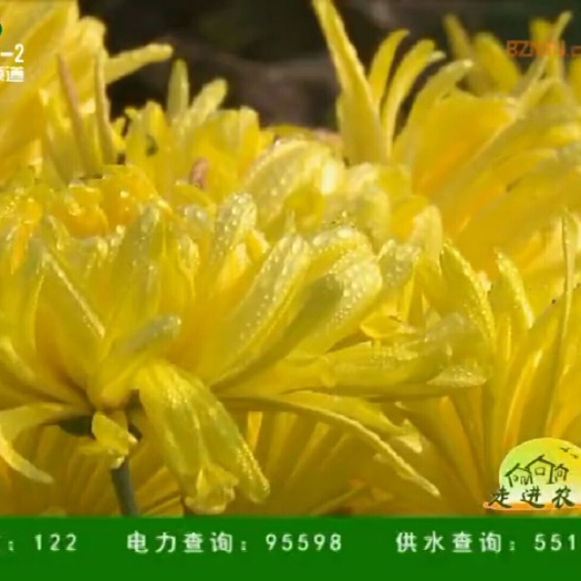 亳州 大量供应金丝皇菊花苗