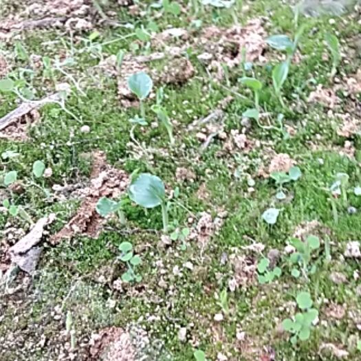 腾冲市草果苗 独本苗 0.5~1米 