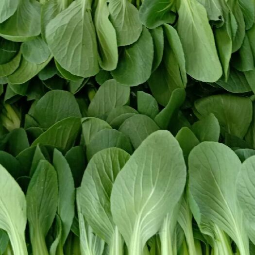 曹县北方小油菜 1~2两
