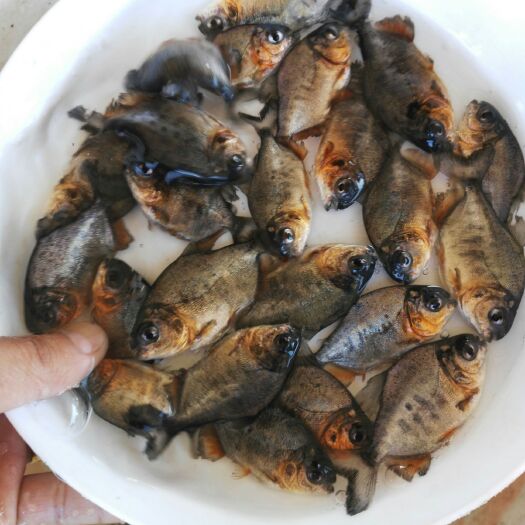 广州白鲳鱼苗