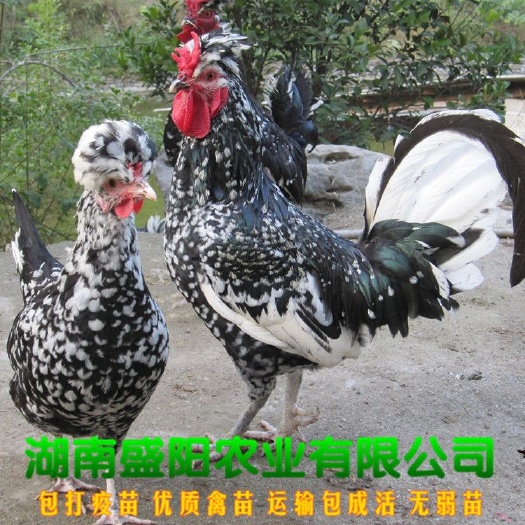 衡阳贵妃鸡苗  厂家直销珍禽苗凤冠鸡苗蛋鸡苗土鸡苗散养蛋鸡包运输