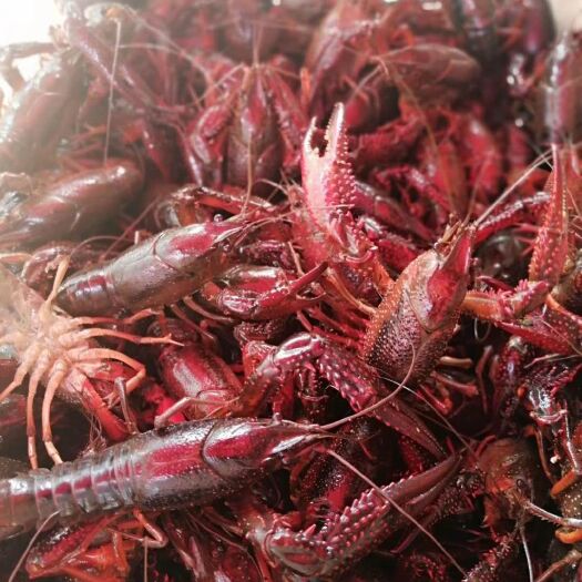 仙桃市 仙桃排湖深水小龙虾 货源充足 规格硬 大青6-9钱 养殖基