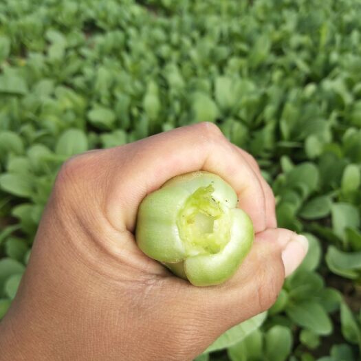 蒙城县 上海青小油菜