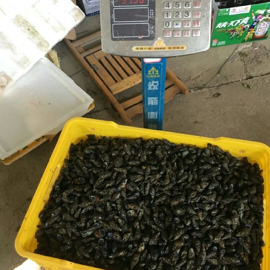 崇左山坑螺，石螺，扭螺