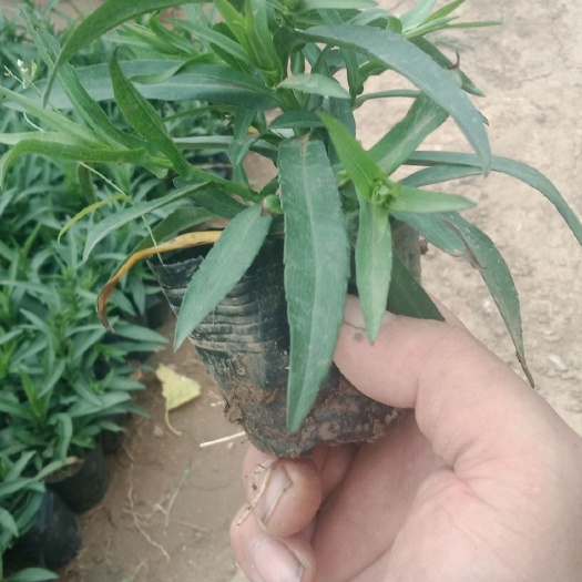 青州市荷兰菊苗