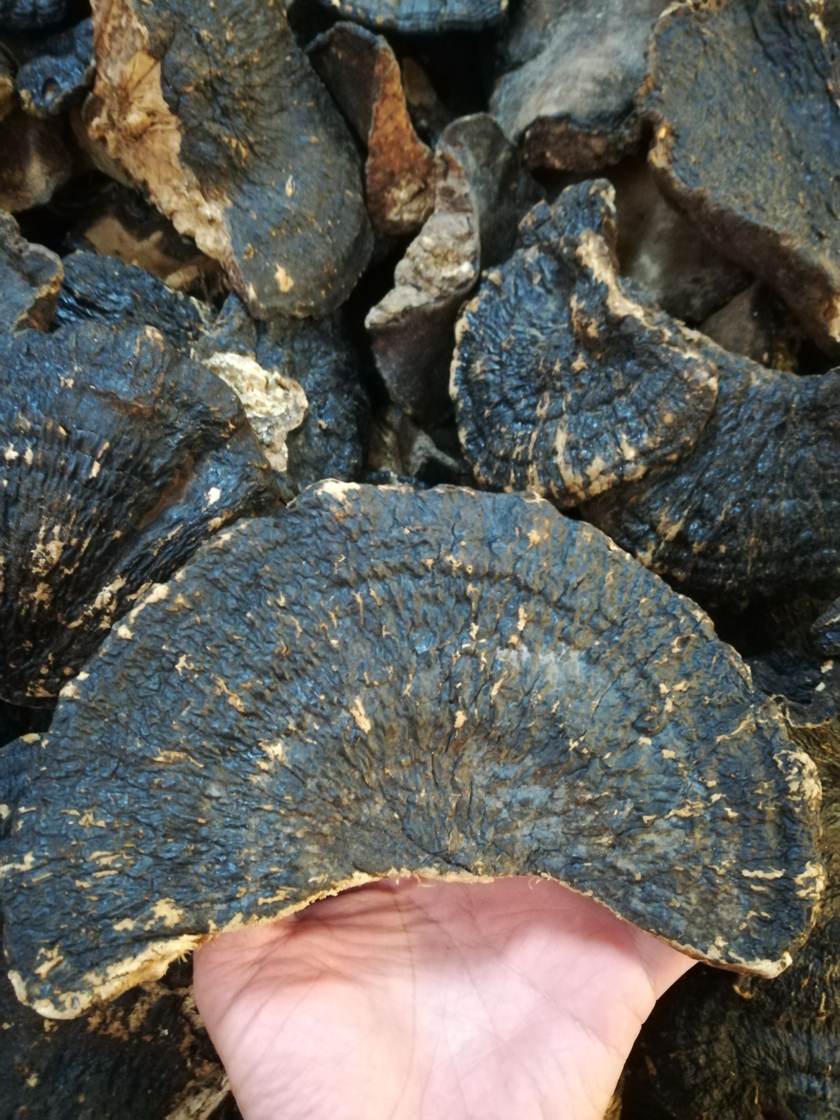海南优质薄树灵芝 薄树芝