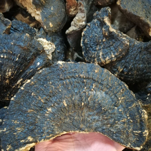 海南优质薄树灵芝 薄树芝