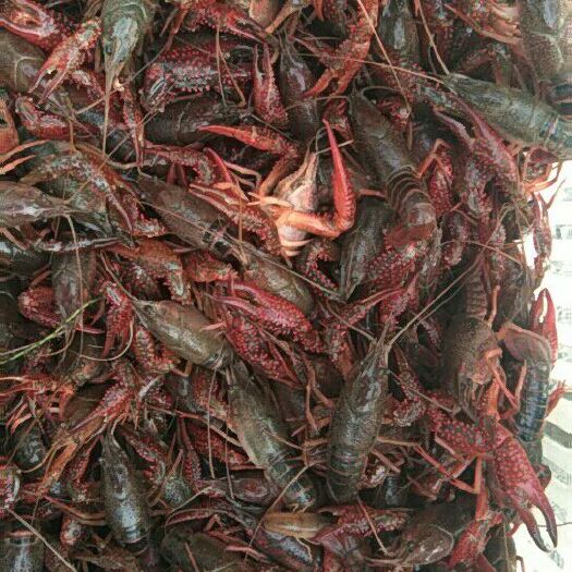 信阳 河南信阳批发小龙虾