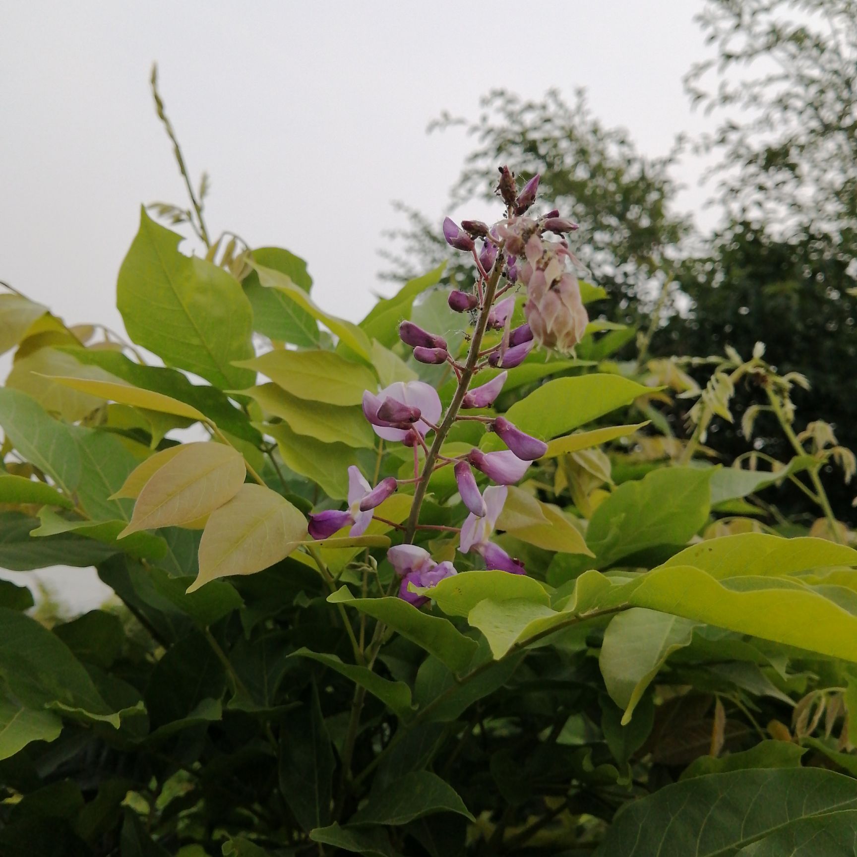 多花紫藤  紫藤花苗爬藤庭院植物盆栽地栽