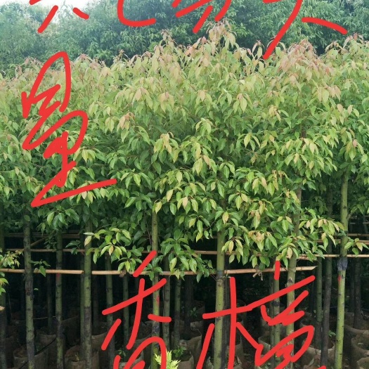 宜良县小叶樟  香樟六七八九十分