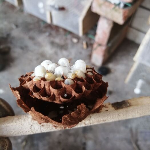 仁寿县土蜂 蜂群