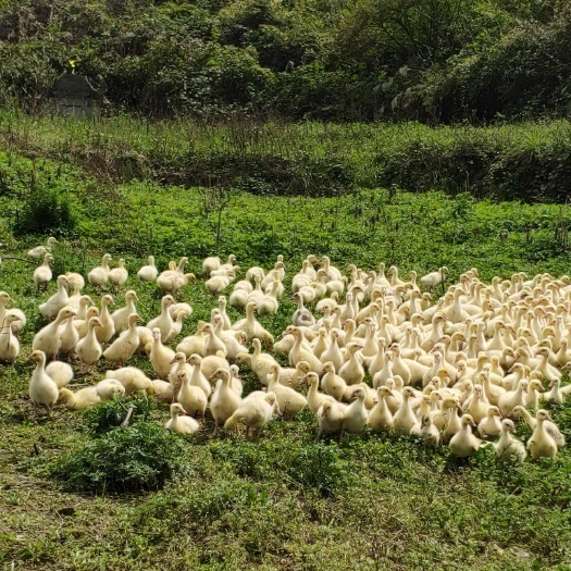邻水县 常年肉鹅养殖