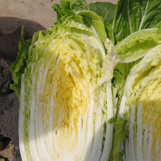 泰安黄心大白菜  黄芯大白菜