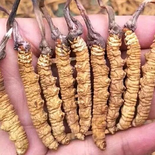 漳县冬虫夏草