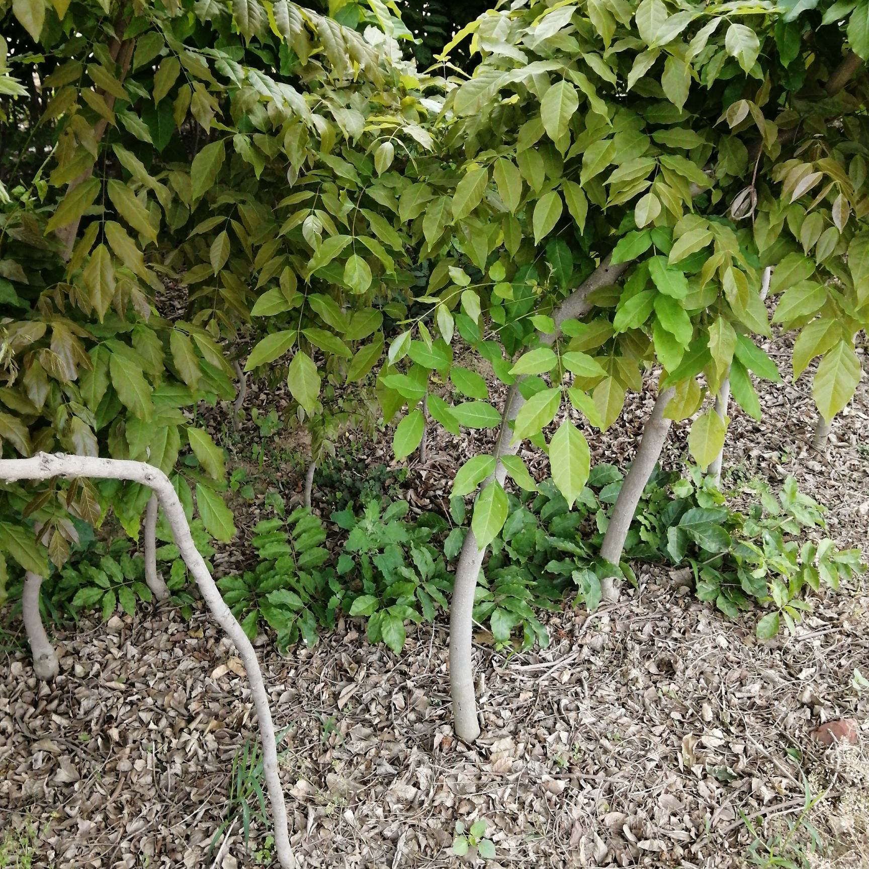 多花紫藤  紫藤花苗爬藤庭院植物盆栽地栽