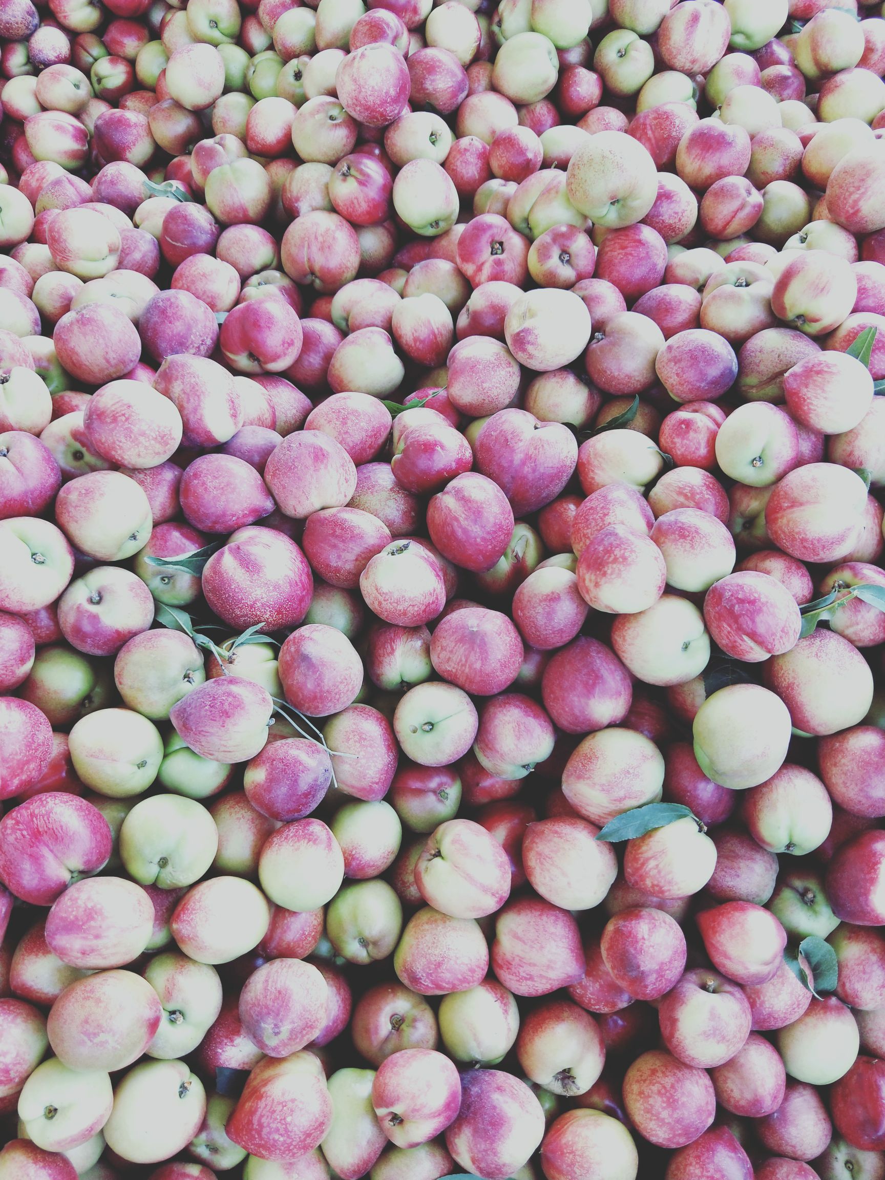 中油5号油桃 清脆香甜