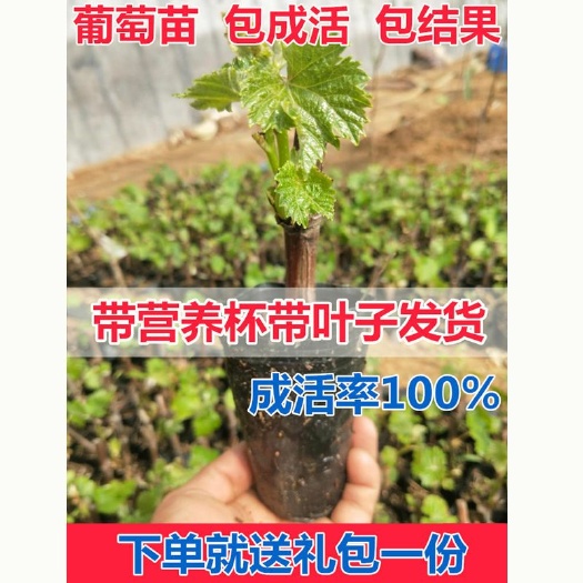 平邑县葡萄盆栽 葡萄树苗盆栽南北方种植庭院爬藤地栽楼顶蓝宝石葡萄苗带土带叶