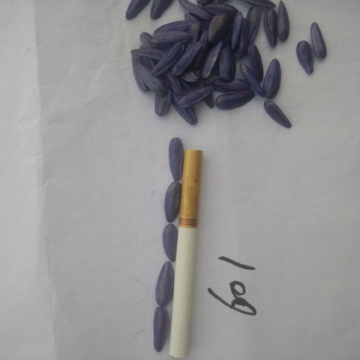 嘉峪关市 美葵601向日葵种子，葵花601品种