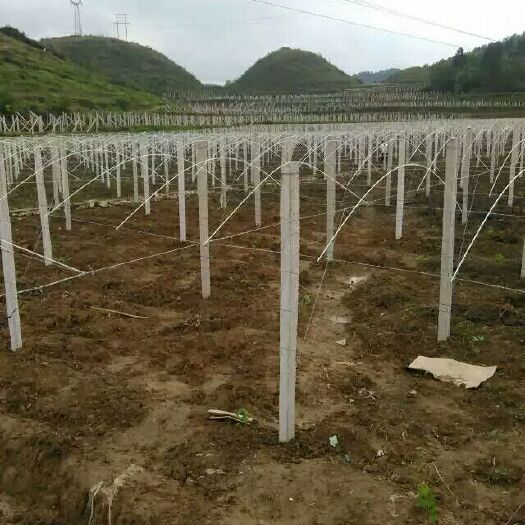 种植大棚 销售各种搭棚材料，，，专业做各种棚，