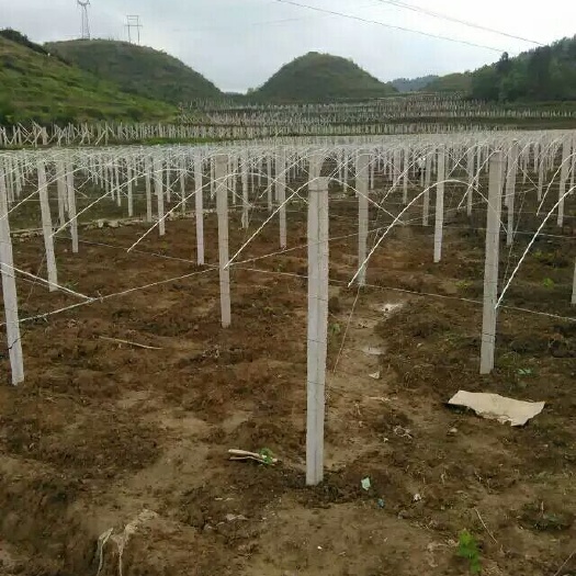 石家庄种植大棚 销售各种搭棚材料，，，专业做各种棚，