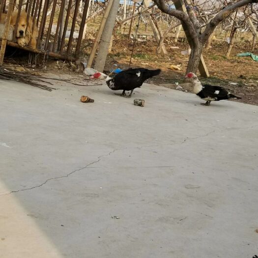 莱阳市莱阳梨 莱阳基地