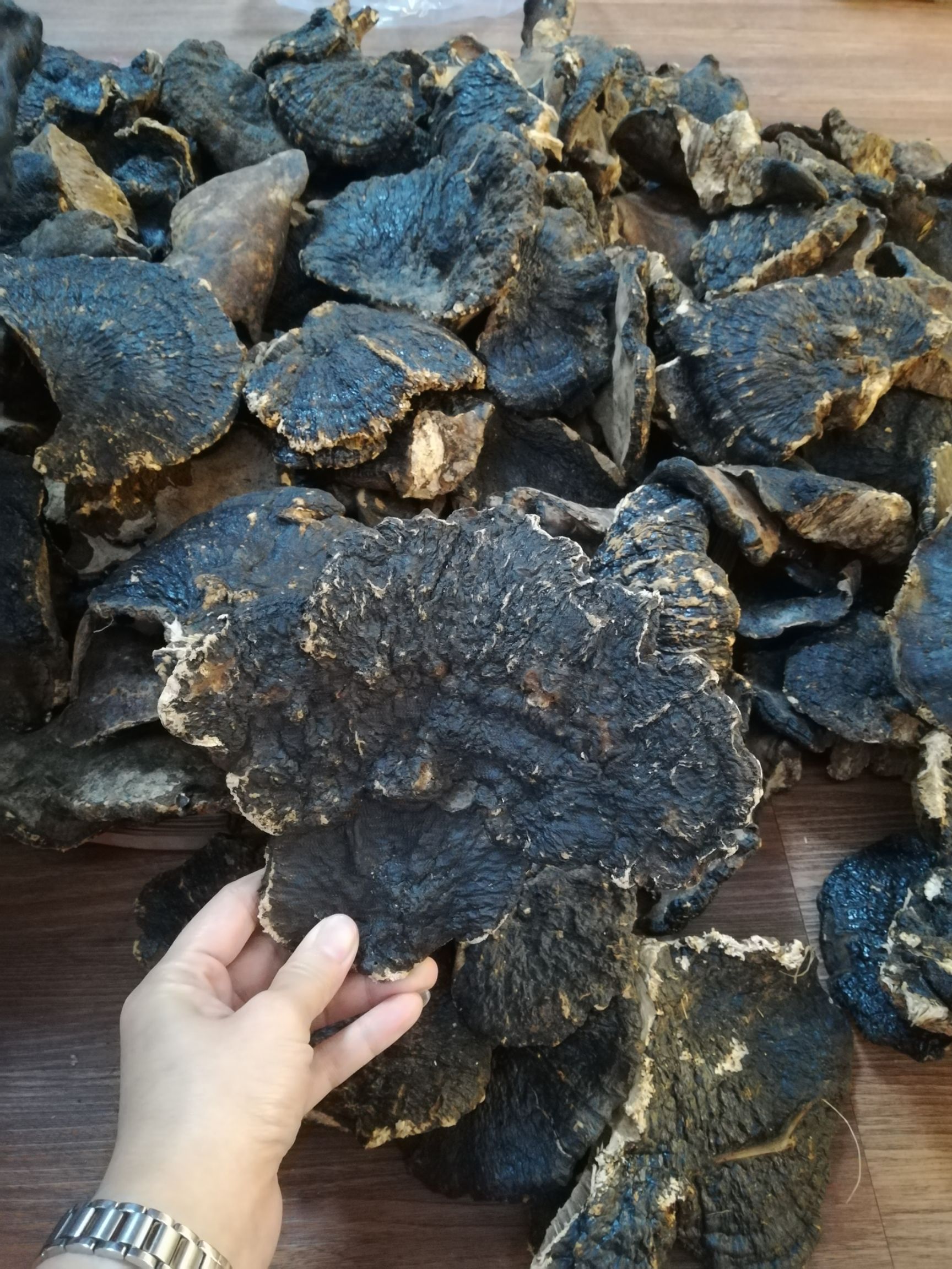 海南优质薄树灵芝 薄树芝