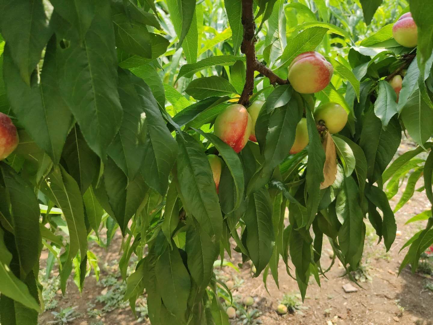  甜油桃现货，5斤20元包邮！产地湖北随州
