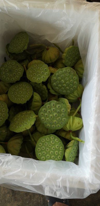  新鲜水果莲蓬基地直接供货