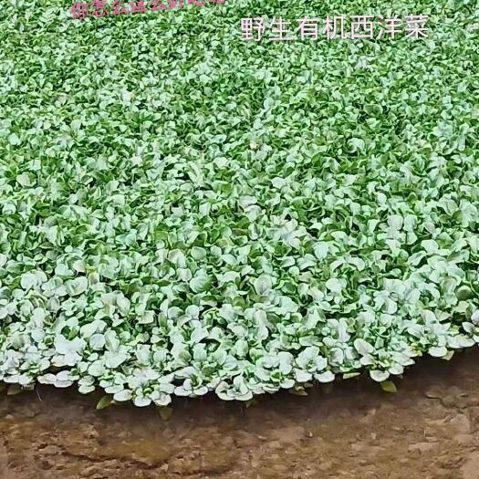 郑州小叶豆瓣菜