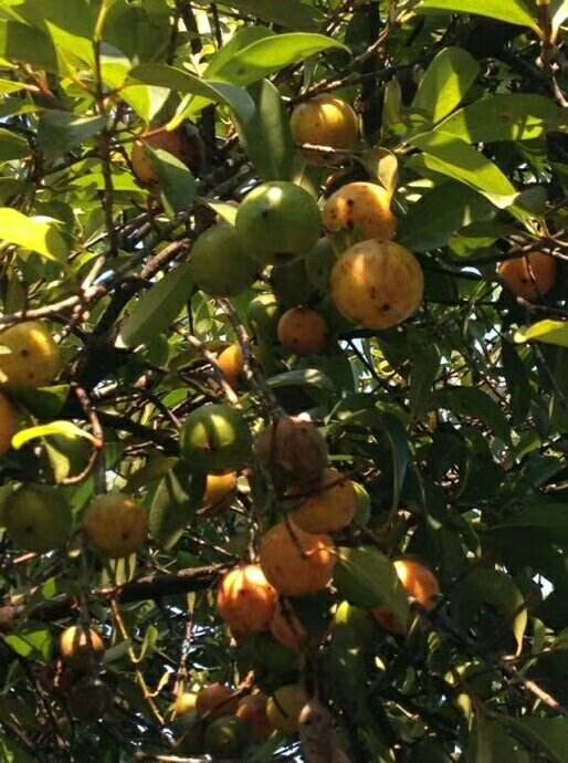 灵山县山竹树苗 非常有优质的一个品种，可用于观赏，食用，绿化