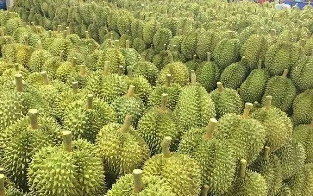 河口县越南榴莲