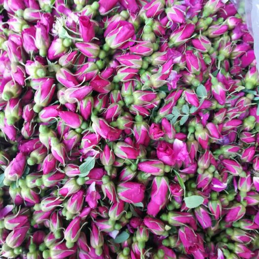 永登县苦水玫瑰  兰州花茶
