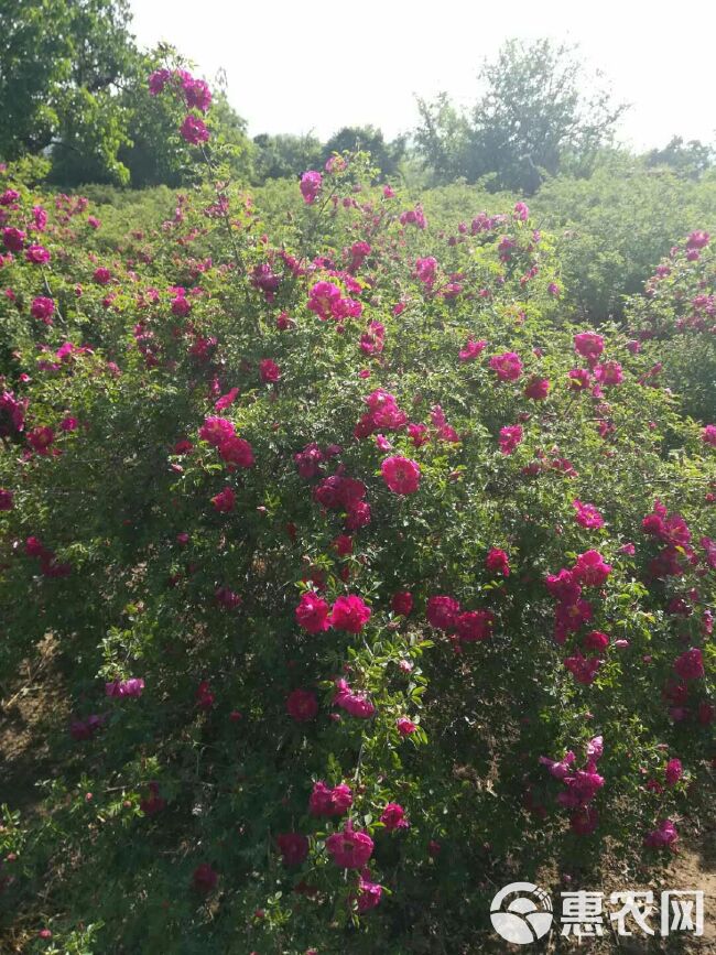 苦水玫瑰  兰州花茶