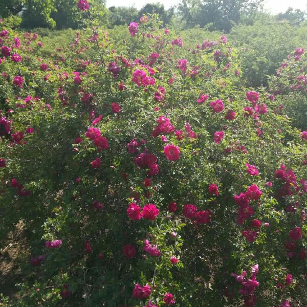 苦水玫瑰  兰州花茶