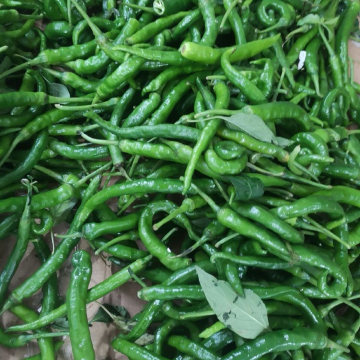 安福县 辣椒，线椒，