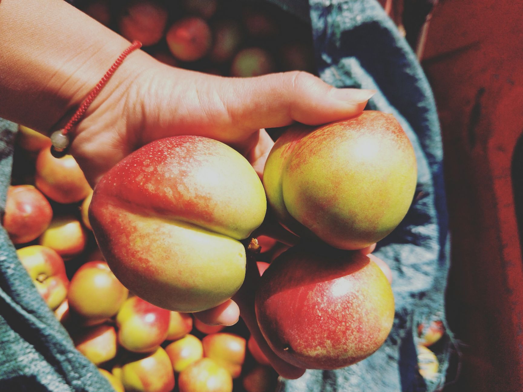 中油5号油桃 清脆香甜