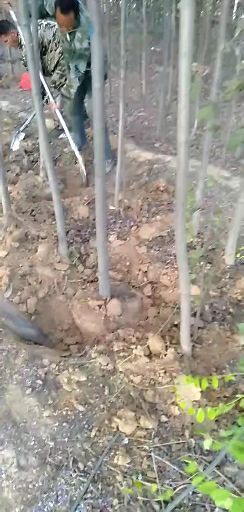 绛县紫叶稠李苗 5公分紫叶稠李