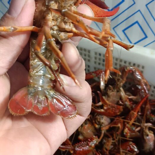 金湖县 硬规格金湖青红小龙虾全国发货！肉质饱满！免清洗！价格美丽！