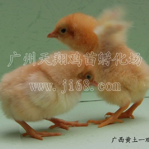 广州 广西黄土1.5，2鸡苗