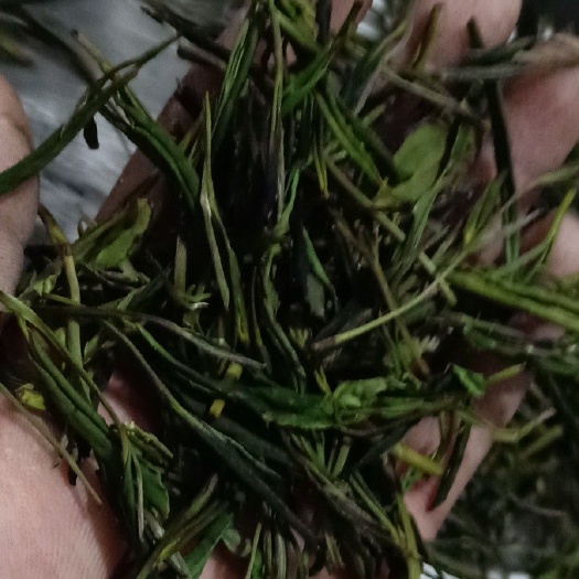 霍山县 霍山黄芽，，中低品种