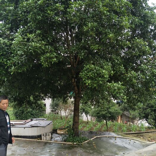 余庆县八月桂 22公分精品桂花