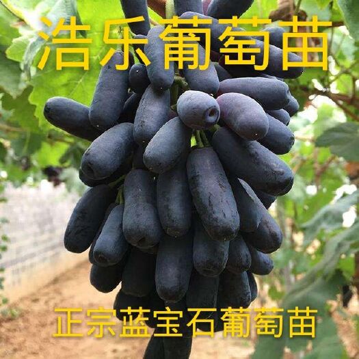 灵山县 果树苗蓝宝石葡萄树苗 葡萄苗盆栽地栽庭院南方北方种植当年结