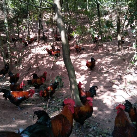 昆明黑瑶鸡苗 黑瑶一手货源，疫苗包打，路上运死包赔。